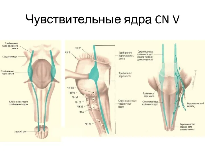 Чувствительные ядра CN V