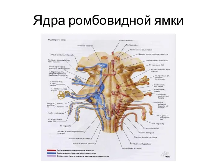 Ядра ромбовидной ямки