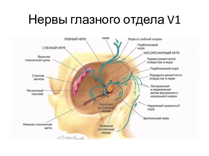 Нервы глазного отдела V1