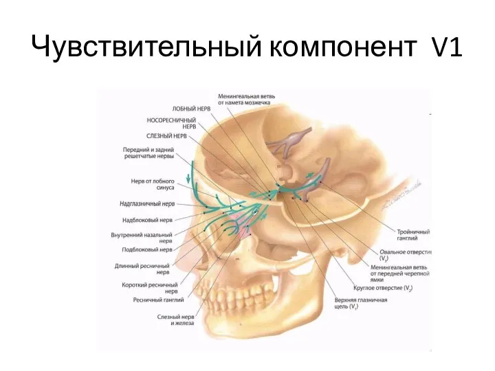 Чувствительный компонент V1