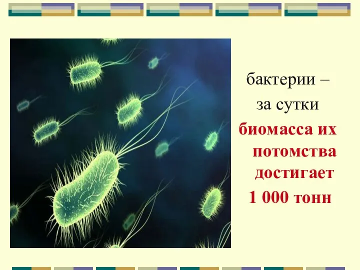 бактерии – за сутки биомасса их потомства достигает 1 000 тонн