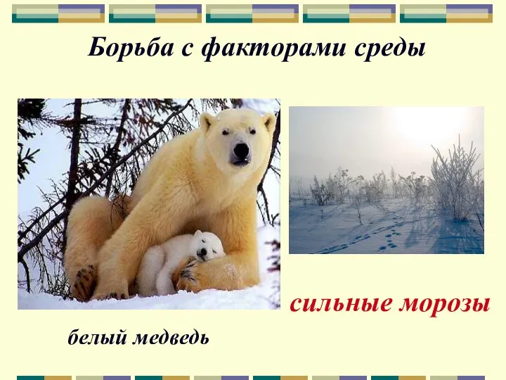 Борьба с факторами среды сильные морозы белый медведь