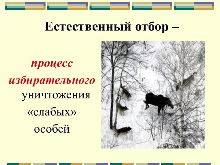 Естественный отбор – процесс избирательного уничтожения «слабых» особей