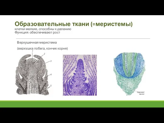 Образовательные ткани (=меристемы) клетки мелкие, способны к делению Функция: обеспечивают рост Верхушечная