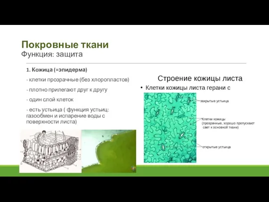 Покровные ткани Функция: защита 1. Кожица (=эпидерма) - клетки прозрачные (без хлоропластов)