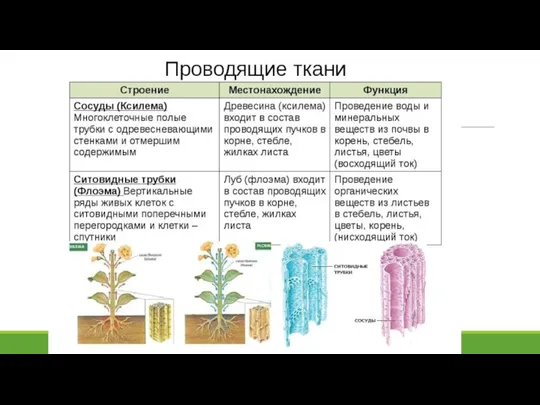 Проводящие ткани Функция: проведение веществ