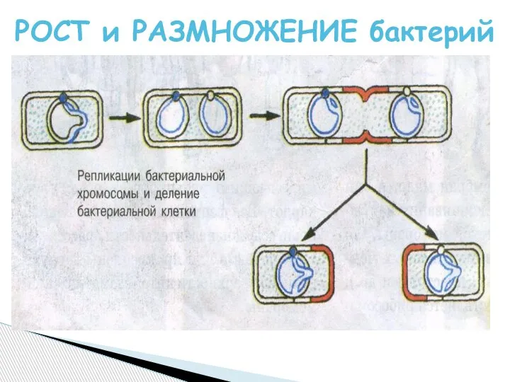 РОСТ и РАЗМНОЖЕНИЕ бактерий