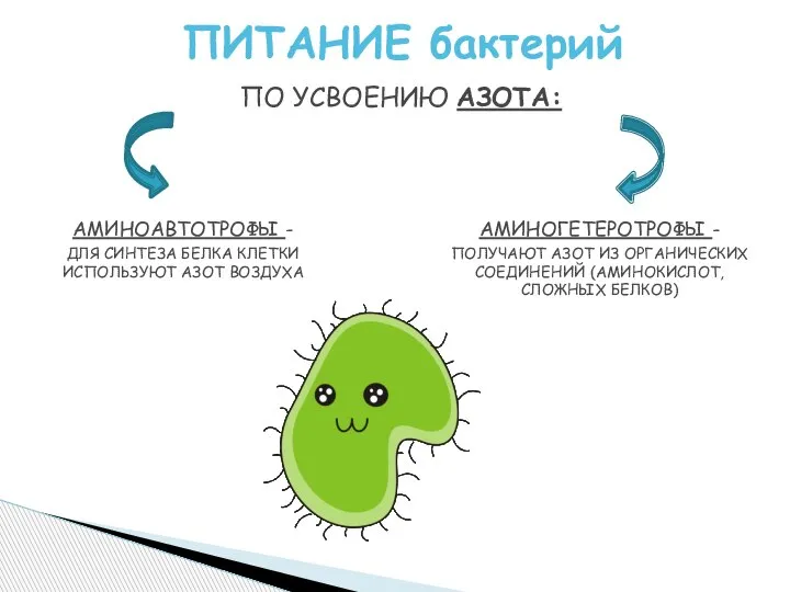 ПО УСВОЕНИЮ АЗОТА: ПИТАНИЕ бактерий АМИНОАВТОТРОФЫ - ДЛЯ СИНТЕЗА БЕЛКА КЛЕТКИ ИСПОЛЬЗУЮТ