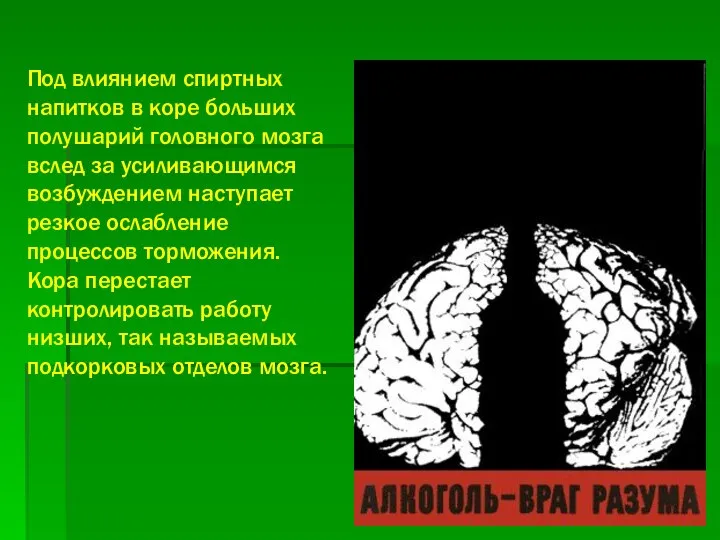 Под влиянием спиртных напитков в коре больших полушарий головного мозга вслед за