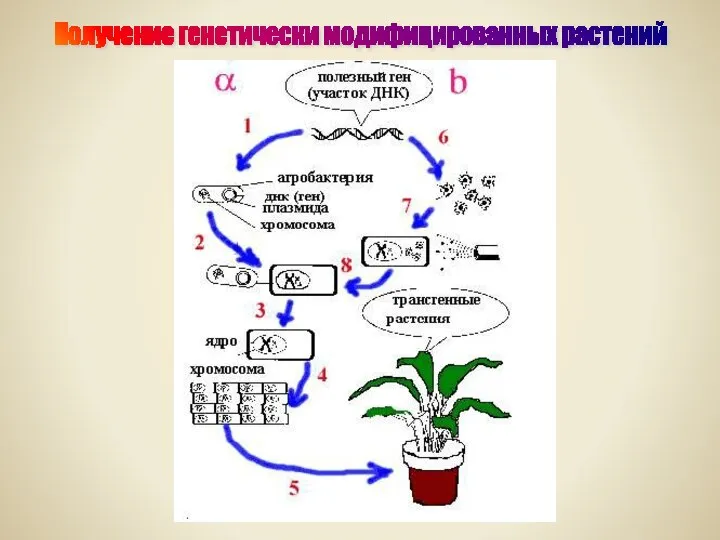 Получение генетически модифицированных растений