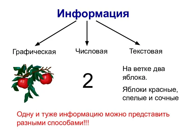 Информация Графическая Текстовая Числовая 2 На ветке два яблока. Яблоки красные, спелые