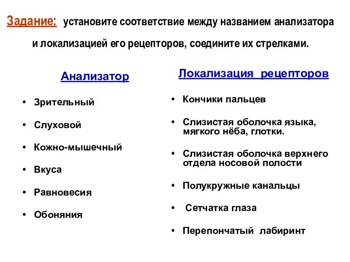 Задание: установите соответствие между названием анализатора и локализацией его рецепторов, соедините их