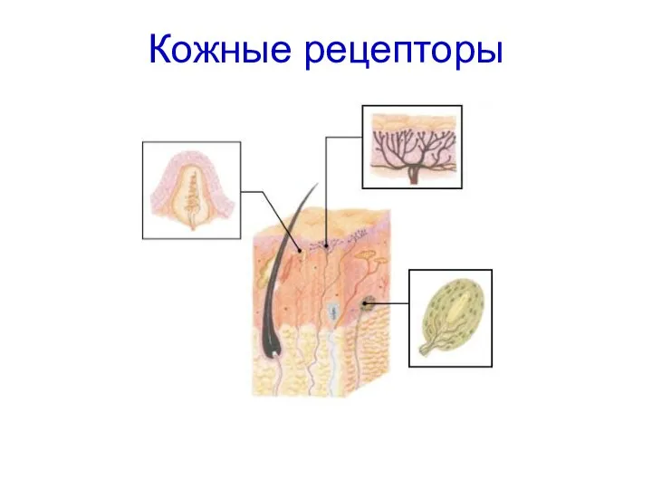 Кожные рецепторы