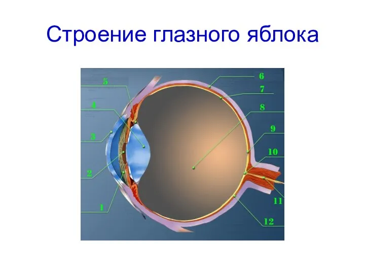 Строение глазного яблока