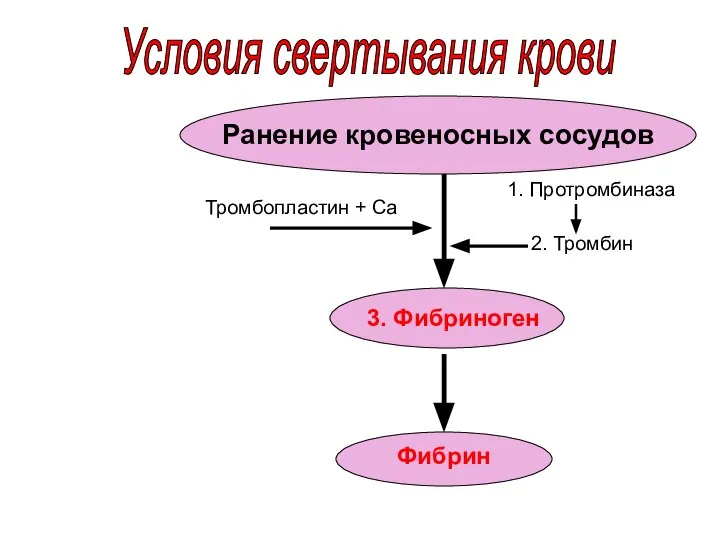 Условия свертывания крови Ранение кровеносных сосудов Фибрин 3. Фибриноген Тромбопластин + Са 1. Протромбиназа 2. Тромбин