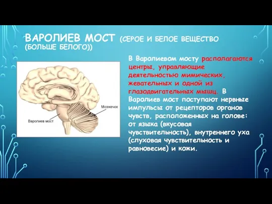 ВАРОЛИЕВ МОСТ (СЕРОЕ И БЕЛОЕ ВЕЩЕСТВО (БОЛЬШЕ БЕЛОГО)) В Варолиевом мосту располагаются