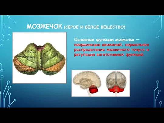 МОЗЖЕЧОК (СЕРОЕ И БЕЛОЕ ВЕЩЕСТВО) Основные функции мозжечка — координация движений, нормальное