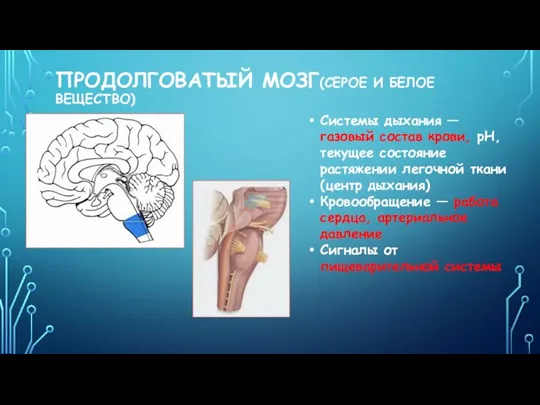 ПРОДОЛГОВАТЫЙ МОЗГ(СЕРОЕ И БЕЛОЕ ВЕЩЕСТВО) Системы дыхания — газовый состав крови, pH,