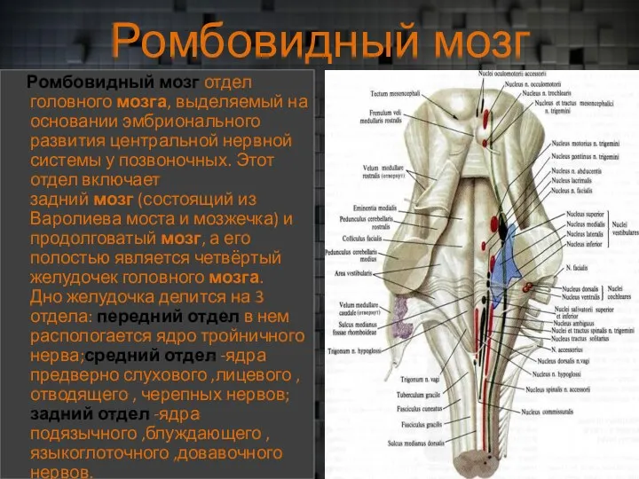 Ромбовидный мозг Ромбовидный мозг отдел головного мозга, выделяемый на основании эмбрионального развития