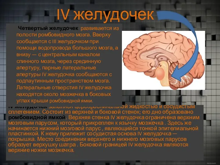 IV желудочек IV желудочек заполнен цереброспинальной жидкостью и сосудистым сплетением. Состоит из