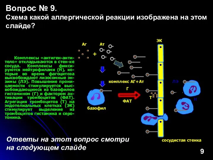 Комплексы «антиген-анти-тело» откладываются в стен-ке сосуда. Комплексы фикси-руются нейтрофилами (Н), ко-торые во