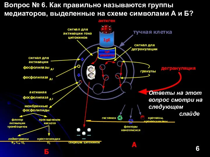 антиген IgE IgE рецептор секреция цитокинов гистамин факторы хемотаксиса протеазы, протеогликаны А