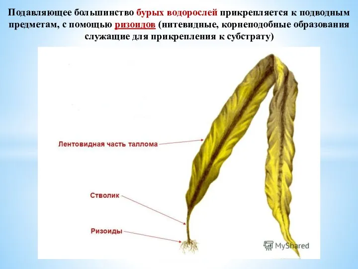 Подавляющее большинство бурых водорослей прикрепляется к подводным предметам, с помощью ризоидов (нитевидные,