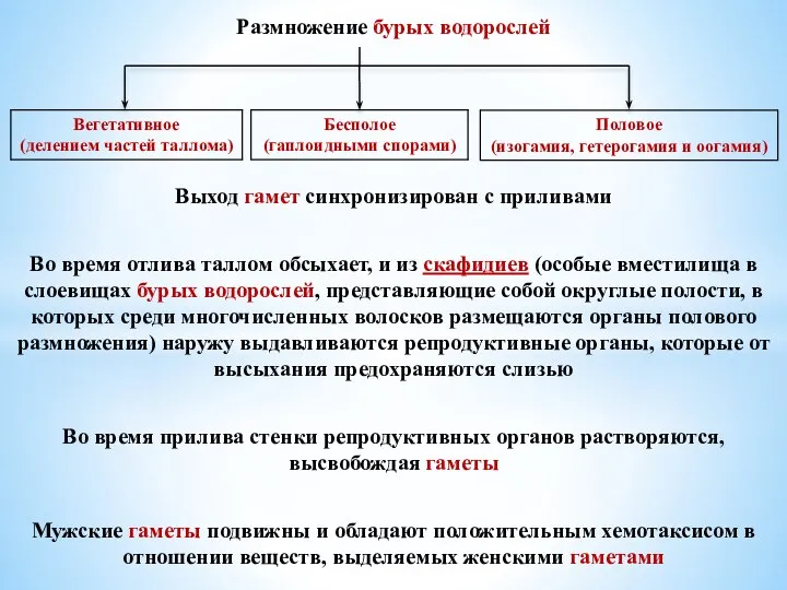 Размножение бурых водорослей Выход гамет синхронизирован с приливами Во время отлива таллом