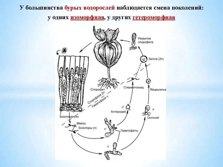 У большинства бурых водорослей наблюдается смена поколений: у одних изоморфная, у других гетероморфная