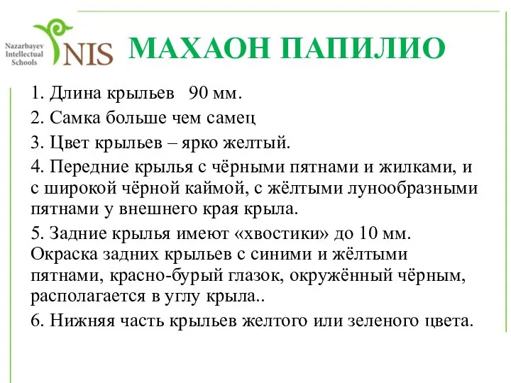 МАХАОН ПАПИЛИО 1. Длина крыльев 90 мм. 2. Самка больше чем самец