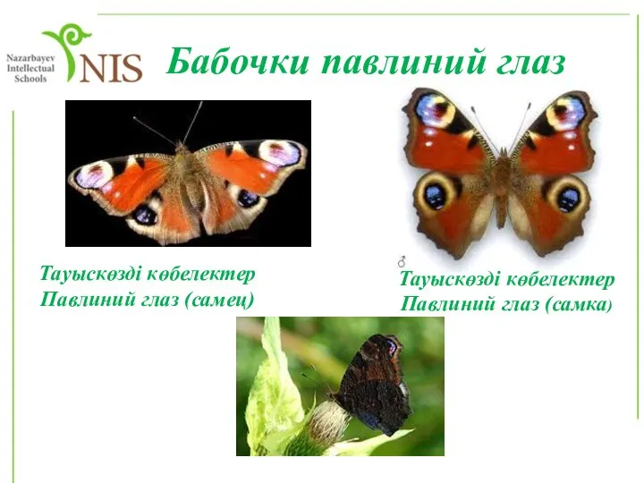 Бабочки павлиний глаз Тауыскөзді көбелектер Павлиний глаз (самец) Тауыскөзді көбелектер Павлиний глаз (самка)