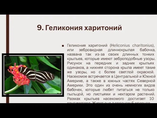 9. Геликония харитоний Геликония харитоний (Heliconius charitonius), или зебровидная длиннокрылая бабочка, названа