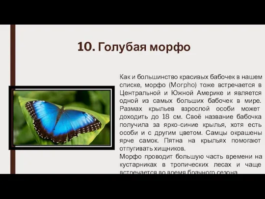 10. Голубая морфо Как и большинство красивых бабочек в нашем списке, морфо