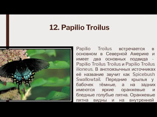 12. Papilio Troilus Papilio Troilus встречается в основном в Северной Америке и