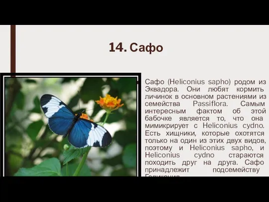14. Сафо Сафо (Heliconius sapho) родом из Эквадора. Они любят кормить личинок