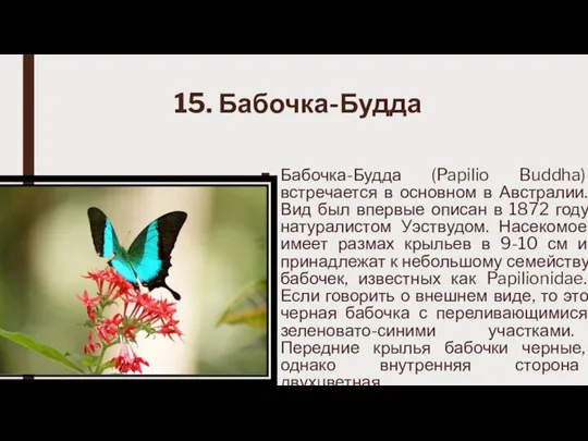 15. Бабочка-Будда Бабочка-Будда (Papilio Buddha) встречается в основном в Австралии. Вид был