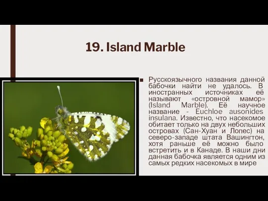 19. Island Marble Русскоязычного названия данной бабочки найти не удалось. В иностранных