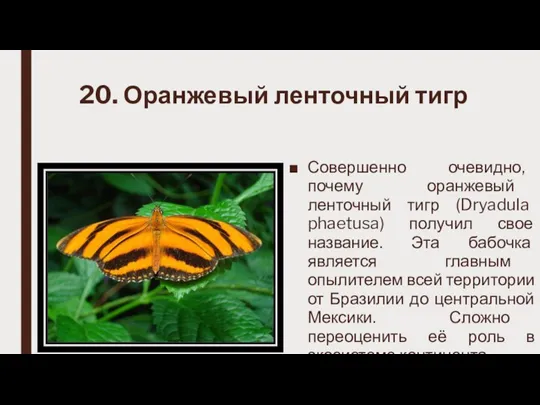 20. Оранжевый ленточный тигр Совершенно очевидно, почему оранжевый ленточный тигр (Dryadula phaetusa)