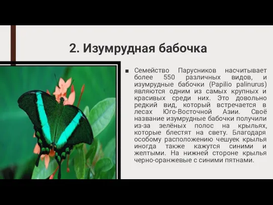 2. Изумрудная бабочка Семейство Парусников насчитывает более 550 различных видов, и изумрудные