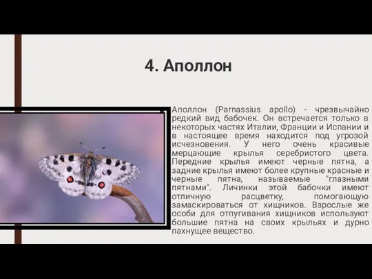 4. Аполлон Аполлон (Parnassius apollo) - чрезвычайно редкий вид бабочек. Он встречается