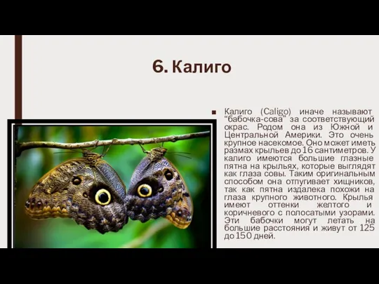 6. Калиго Калиго (Caligo) иначе называют “бабочка-сова” за соответствующий окрас. Родом она