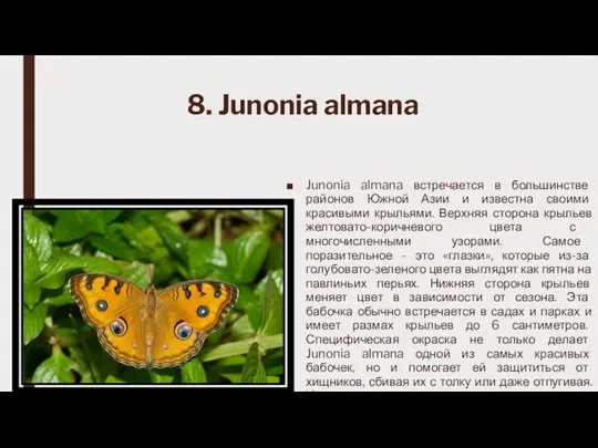 8. Junonia almana Junonia almana встречается в большинстве районов Южной Азии и