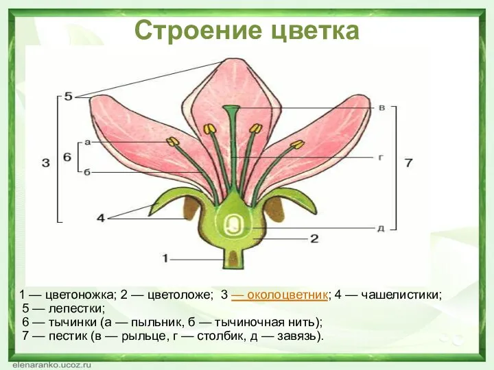 Строение цветка 1 — цветоножка; 2 — цветоложе; 3 — околоцветник; 4