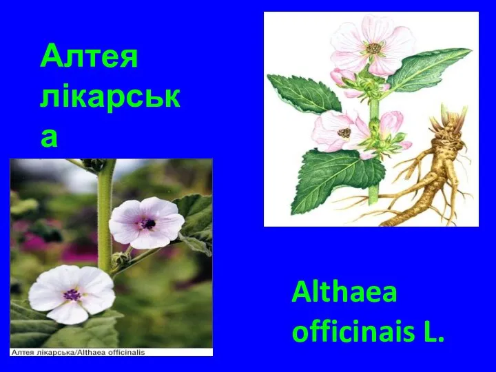 Алтея лікарська Althaea officinais L.