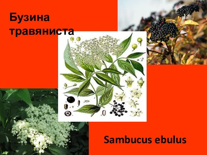Бузина травяниста Sambucus ebulus