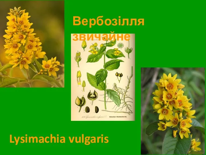 Вербозілля звичайне Lysimachia vulgaris