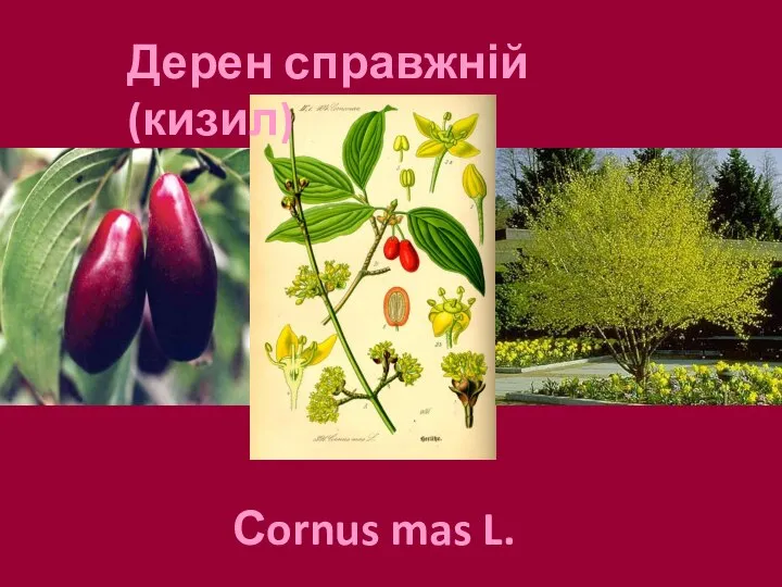 Дерен справжній (кизил) Сornus mas L.