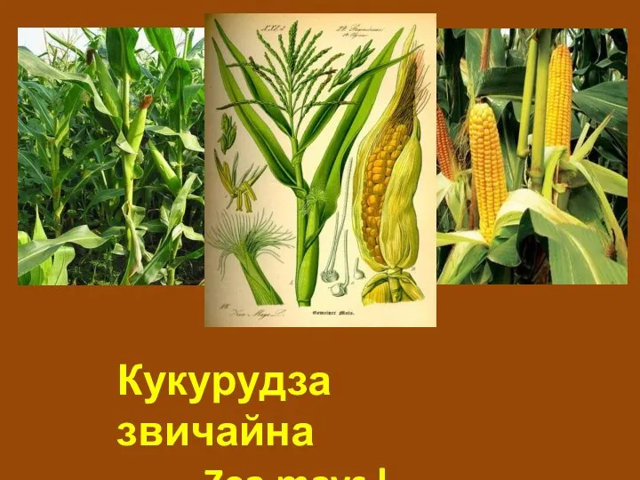 Кукурудза звичайна Zea mays l.