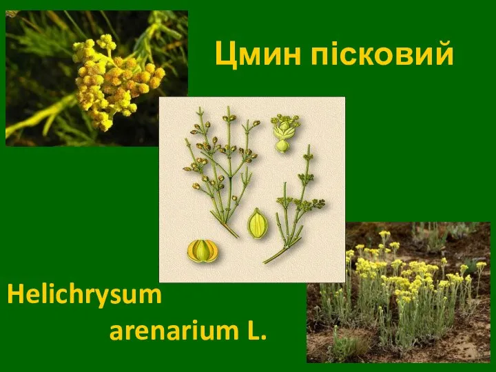Цмин пісковий Helichrysum arenarium L.