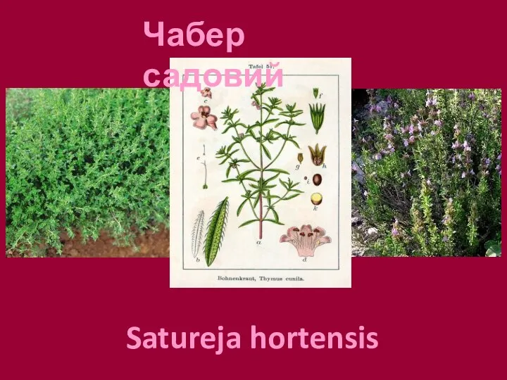 Чабер садовий Satureja hortensis